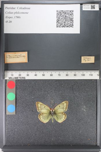 Media type: image;   Entomology 125344